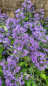 Preview: Caryopteris clandonensis Blue Balloon ® - Bartblume Blue Balloon ®